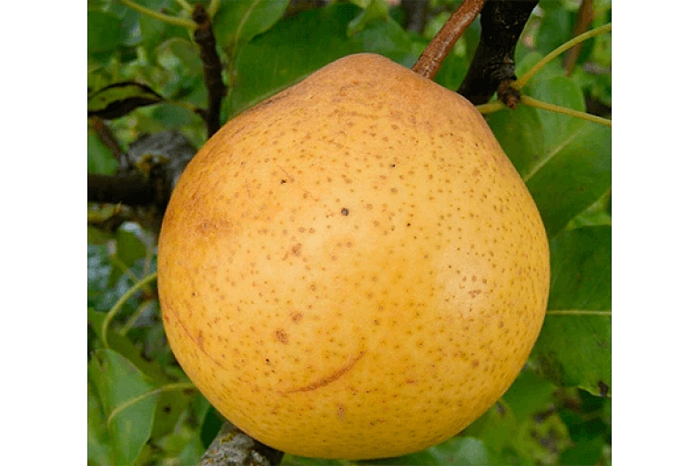 Bumbieri