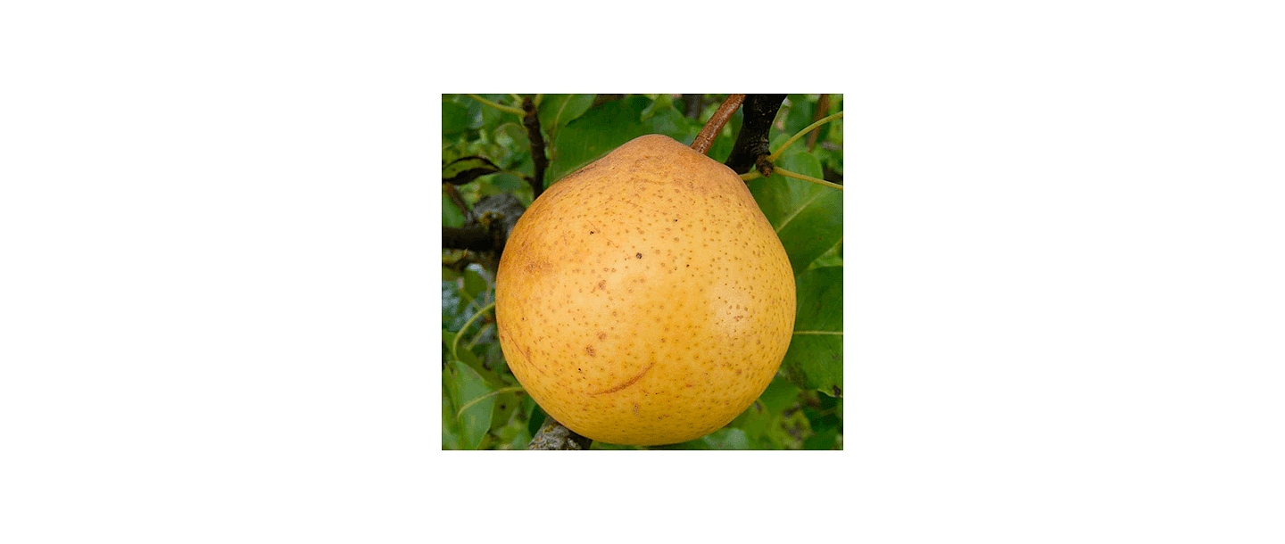 Bumbieri