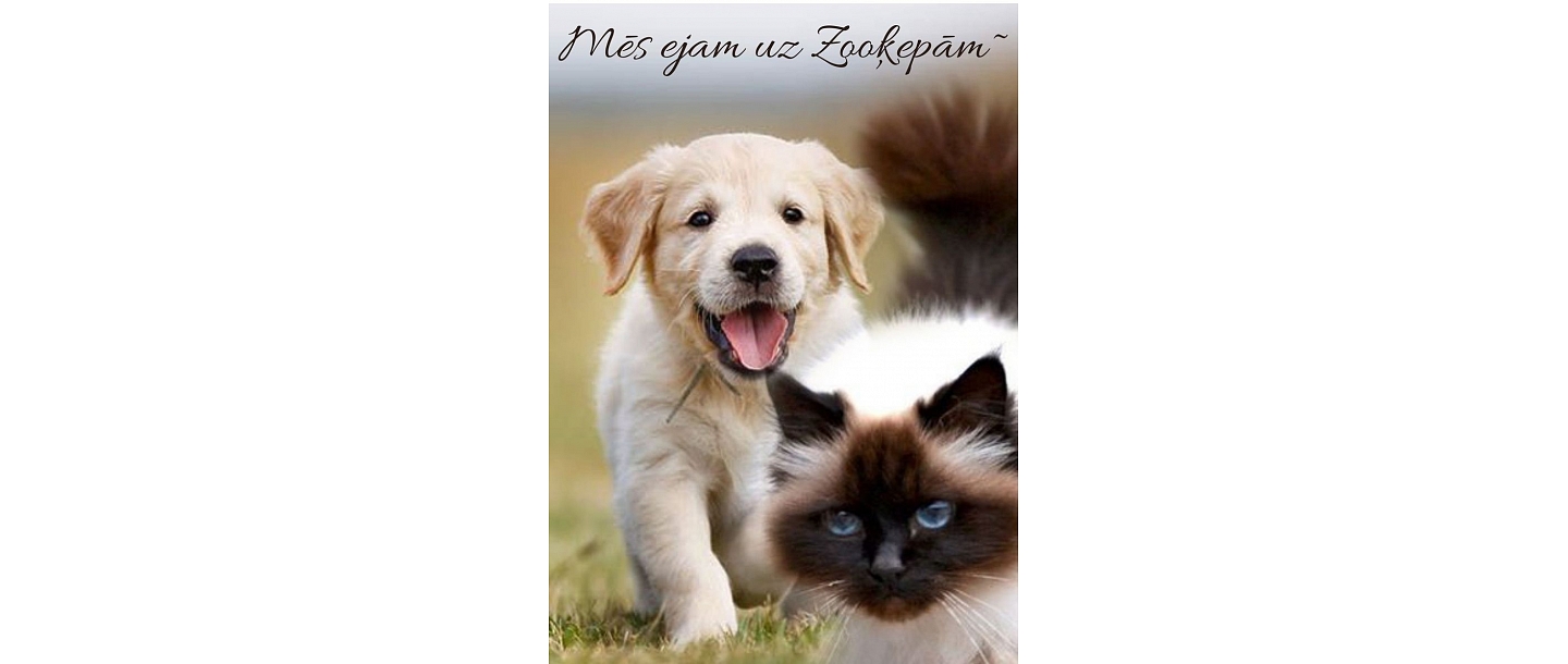 Professional food for pets