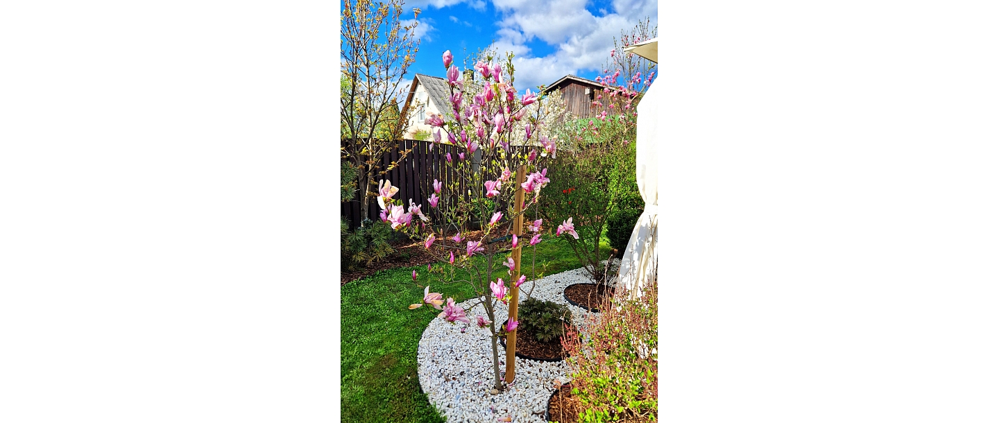 magnolijas