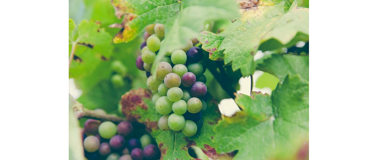 table grape varieties