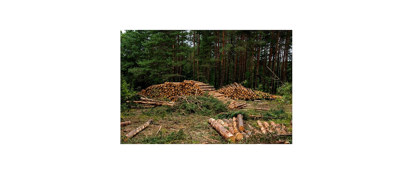 Услуги лесоразработки