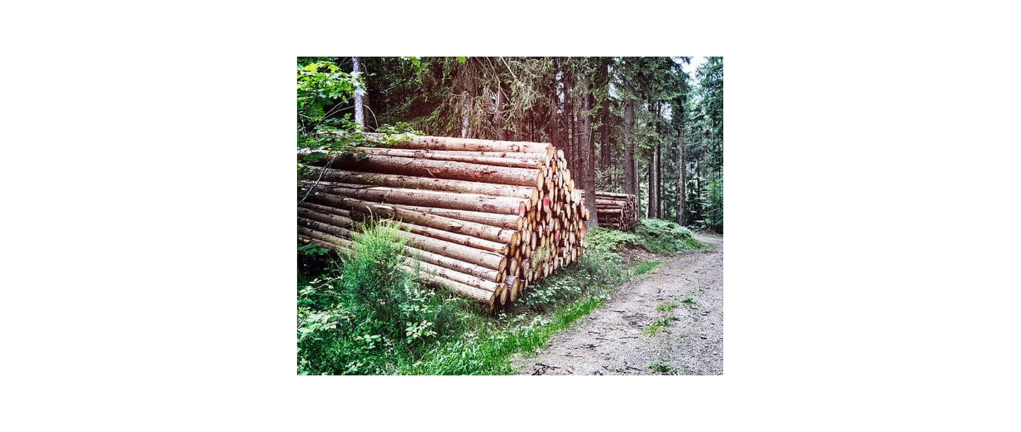 Лесоразработка