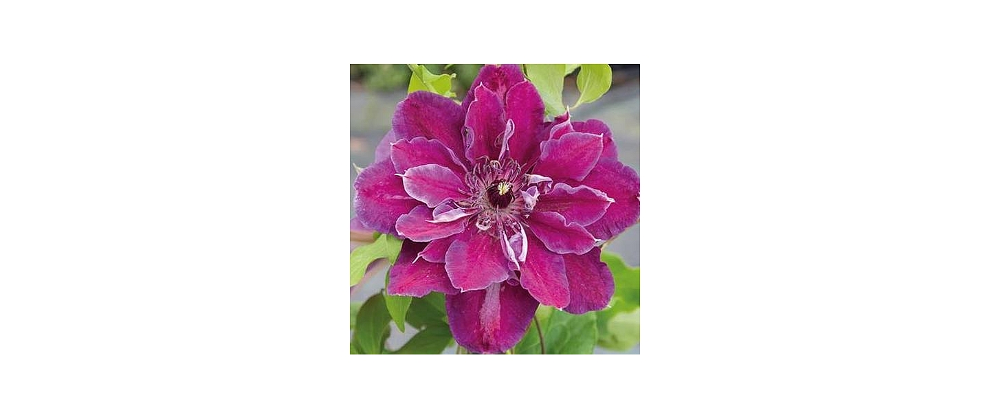 Clematis