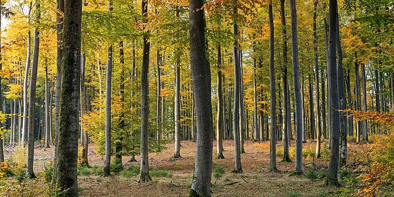 Purchase of forest property