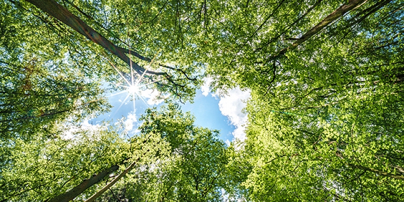 Kāpēc mežizstrāde ir jāuztic profesionāļiem?