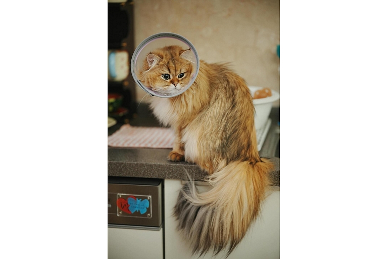 Animal doctor