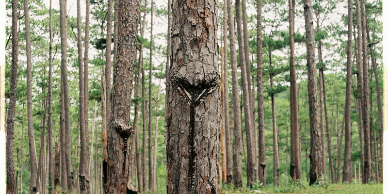 Reforestation