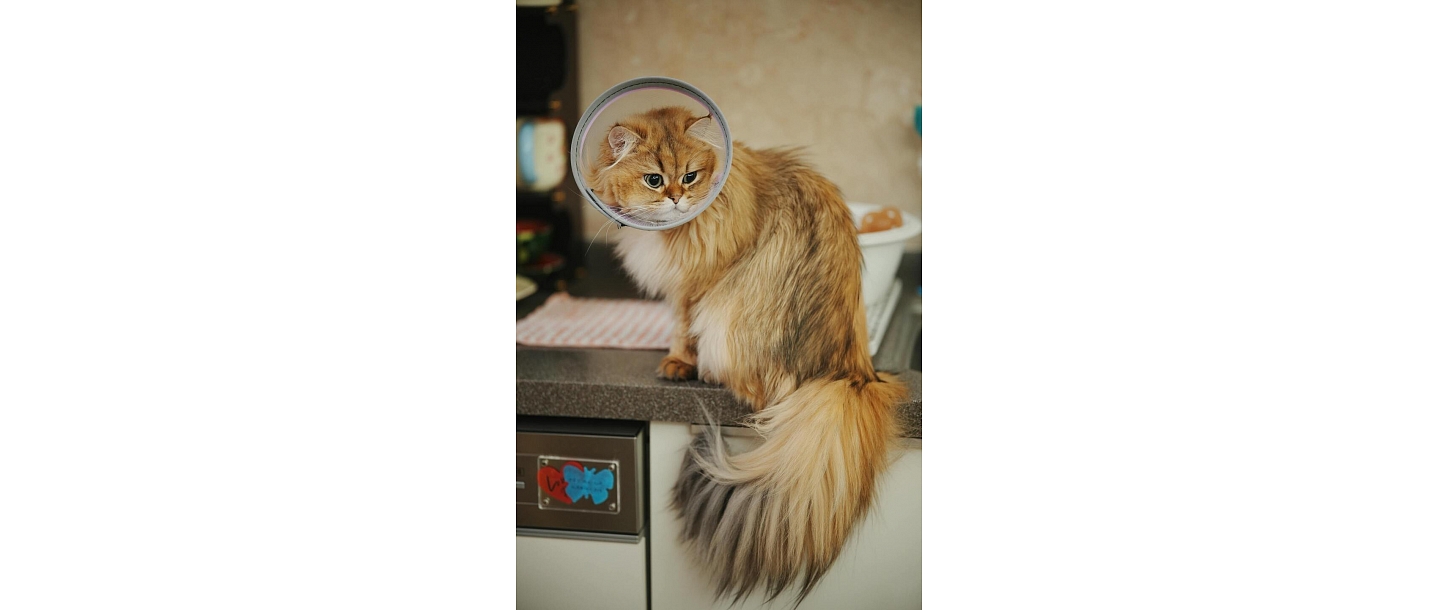 Доктор животных
