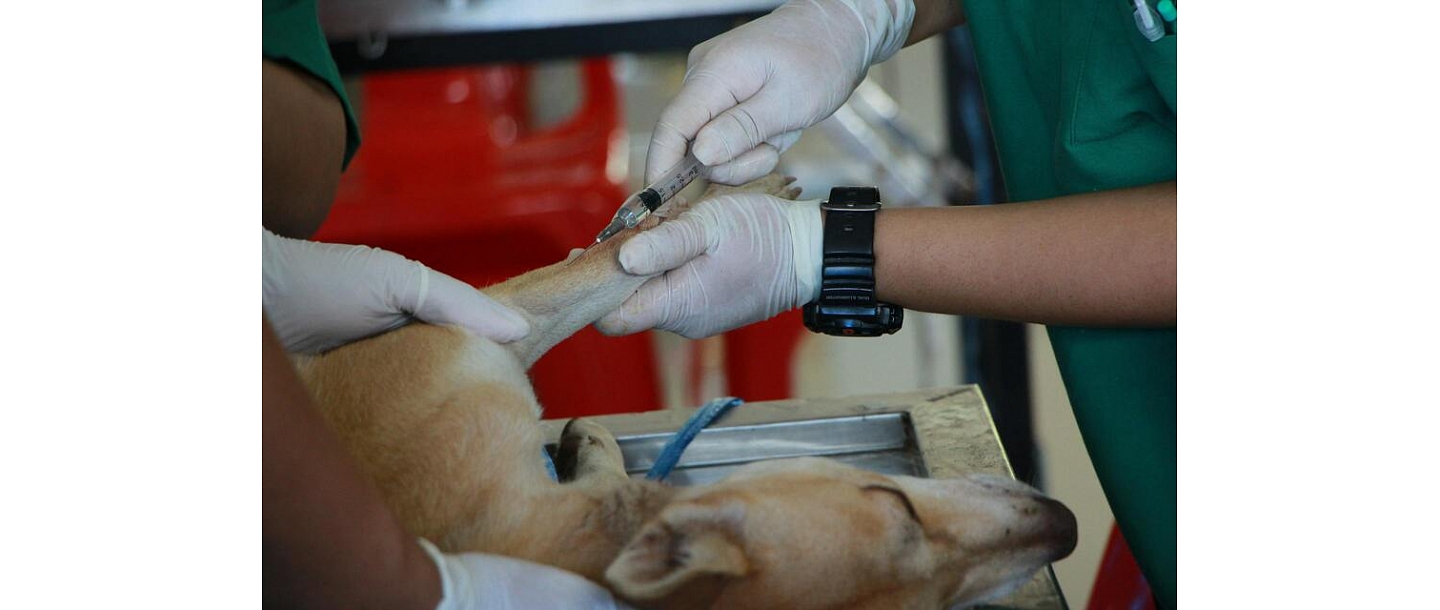 Veterinārārsta pakalpojumi