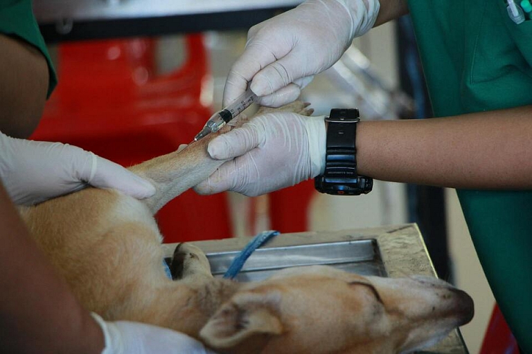 Veterinarian services