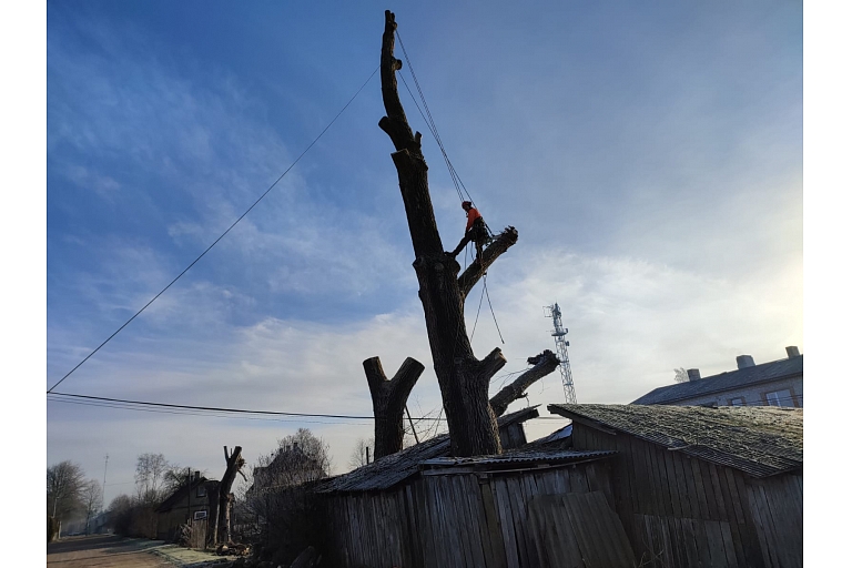 Arboriculture services
