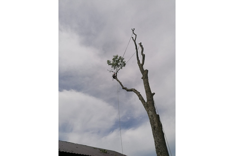 Arborists