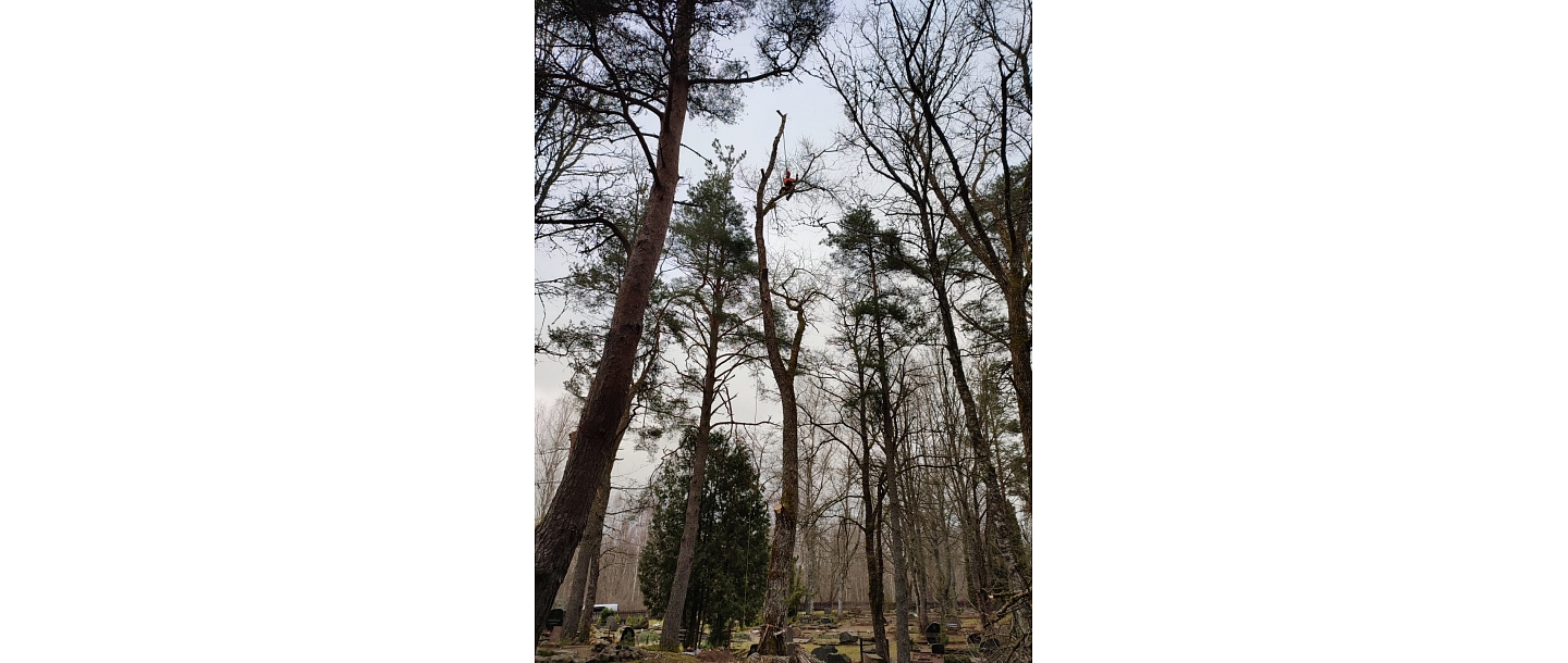 Koku vainagu veidošana