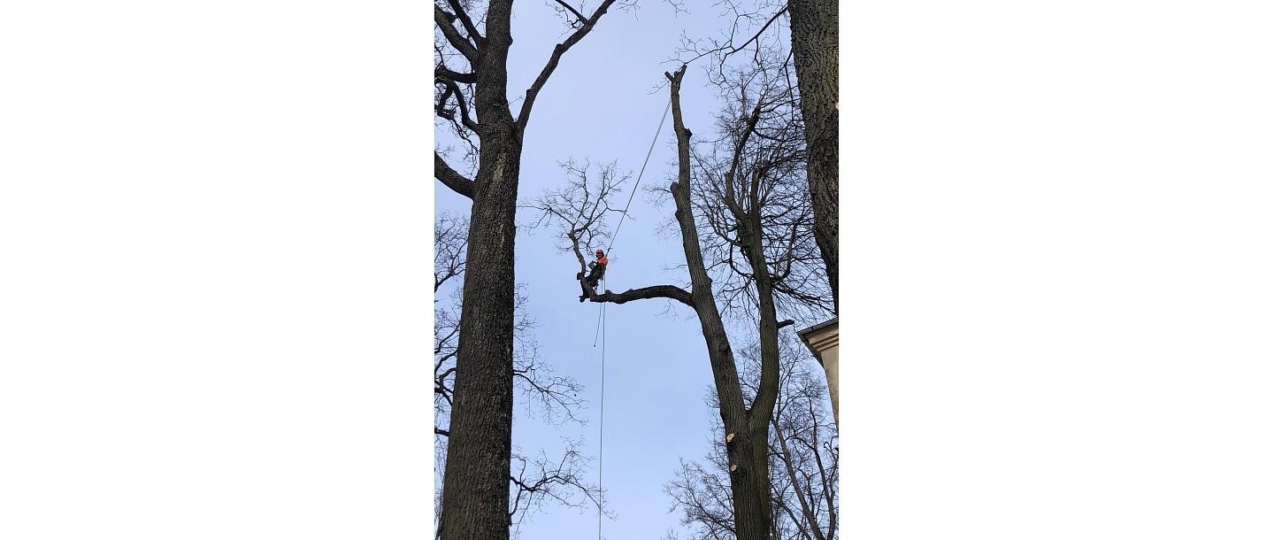 Dangerous tree cutting