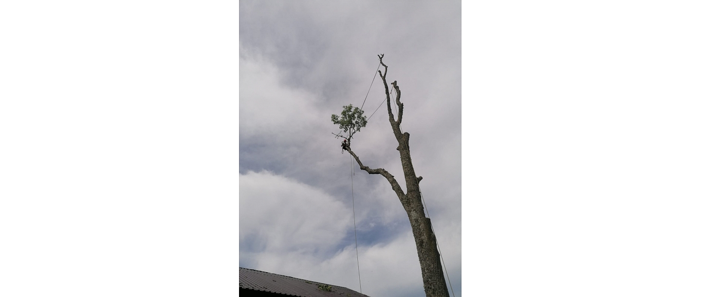 Arborists