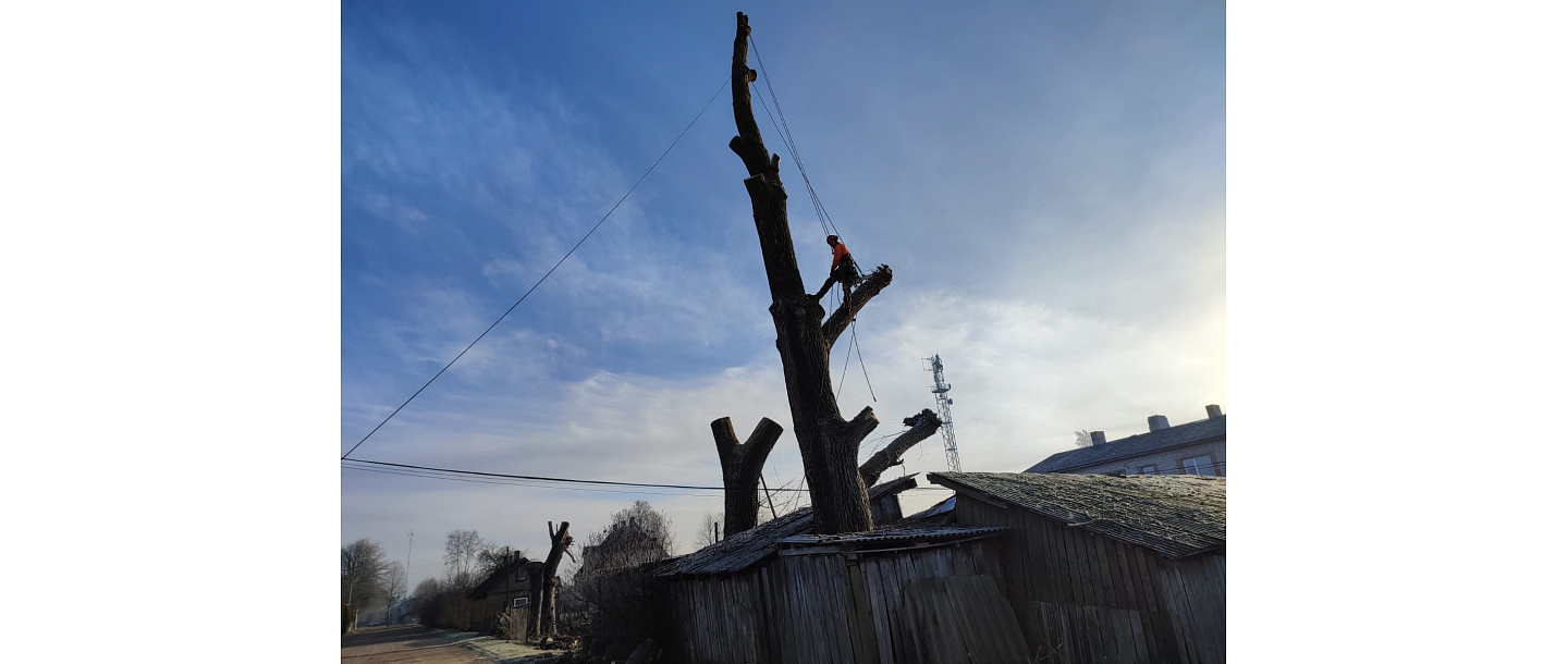 Arboristu pakalpojumi