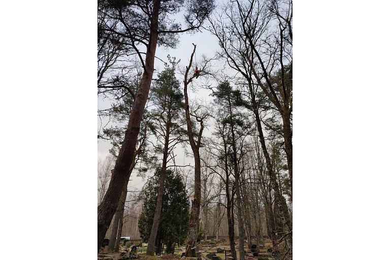 Tree crown formation