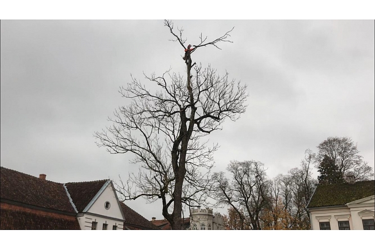 Tree cutting
