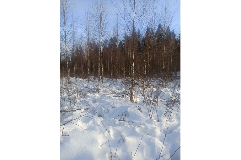 Лесные услуги