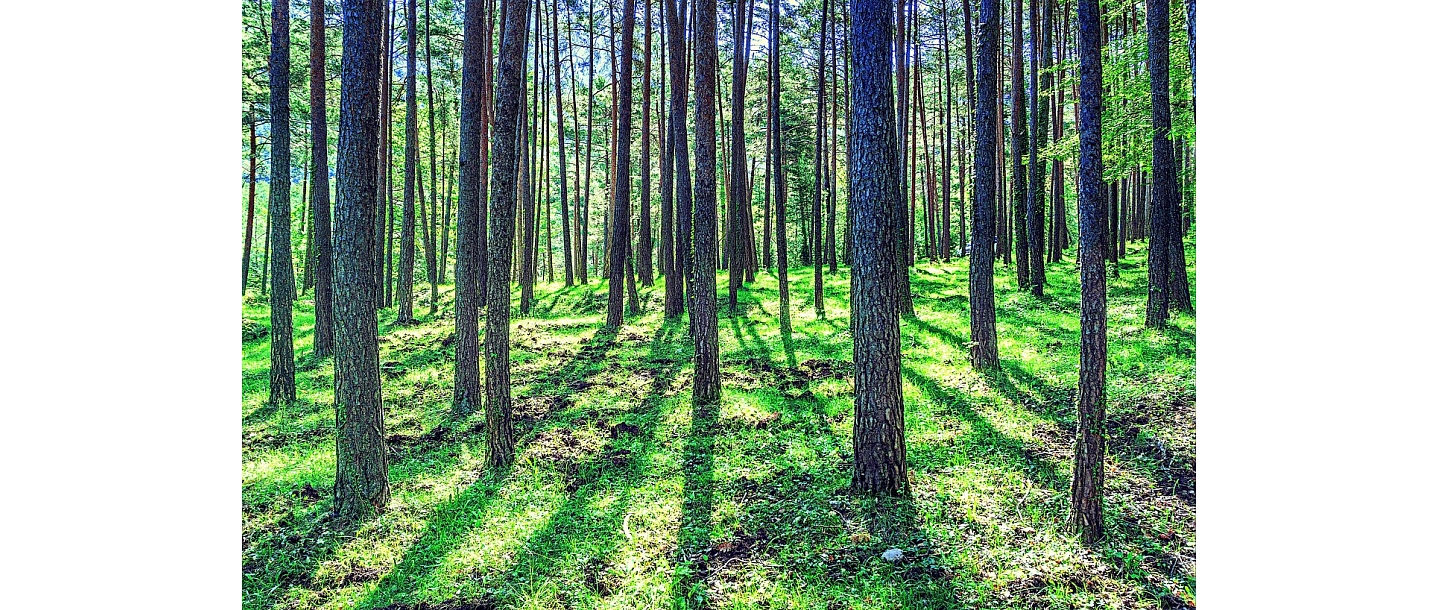 Logging