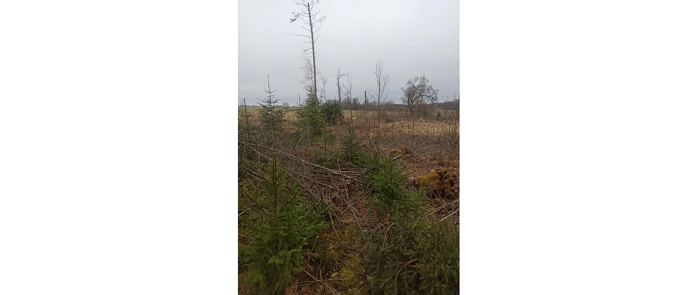 Plantation protection works