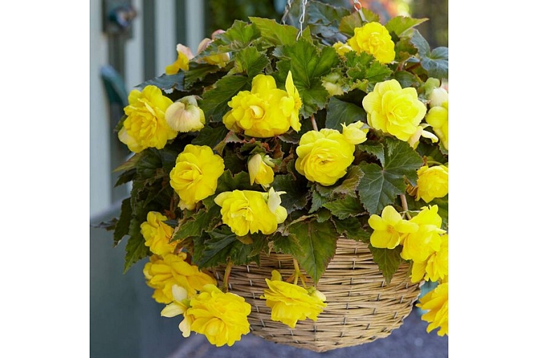 Begonia sunny Dream