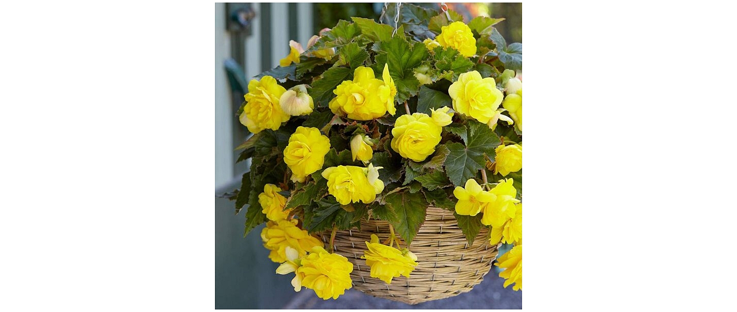 Begonia sunny Dream