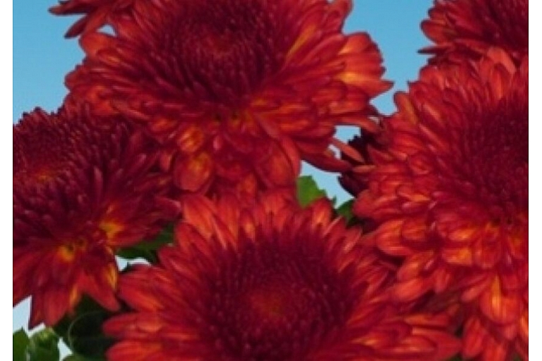 Pomoon Red