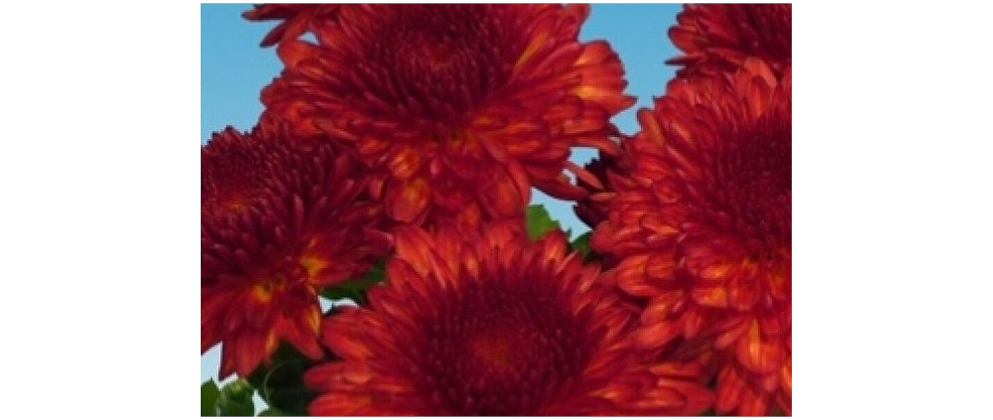Pomoon Red