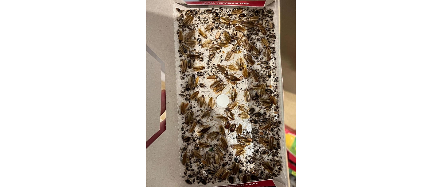 Prusaku iznīcināšana