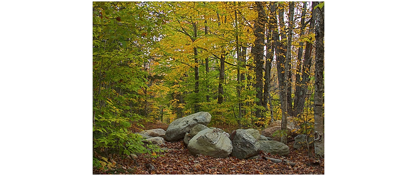 Покупка пиловочников