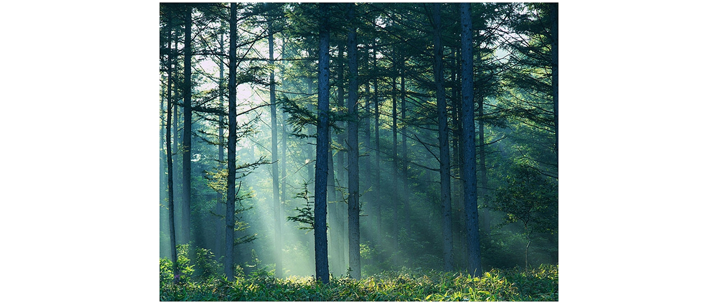 Purchase of felling areas