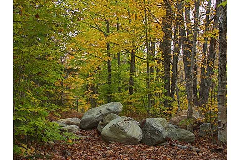 Purchase of  saw logs