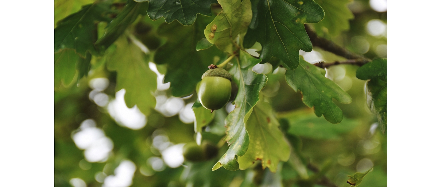Meža apsaimniekošana