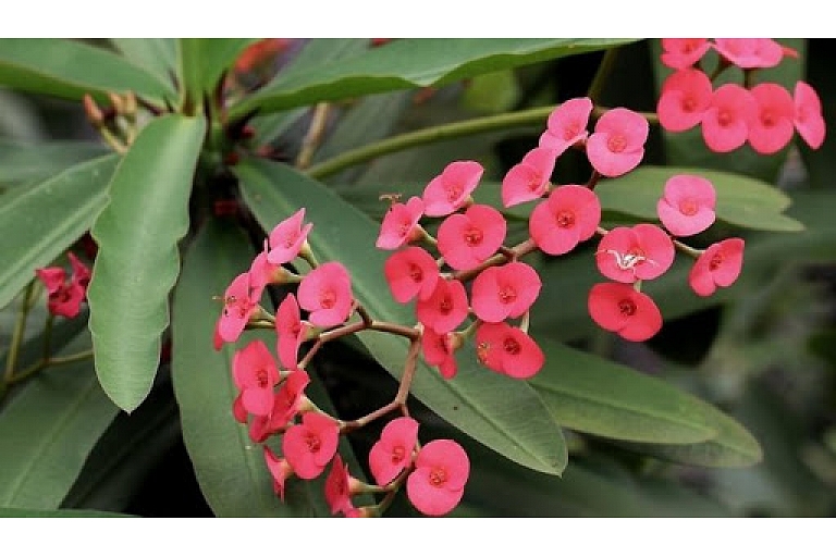 Flower trade
