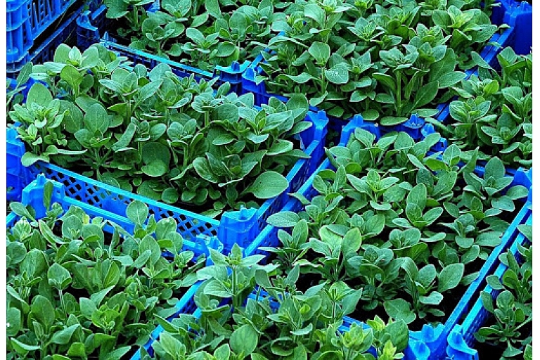 Gardening
