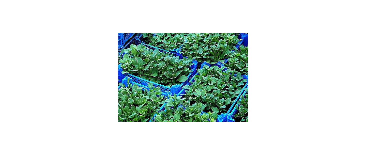 Садоводство