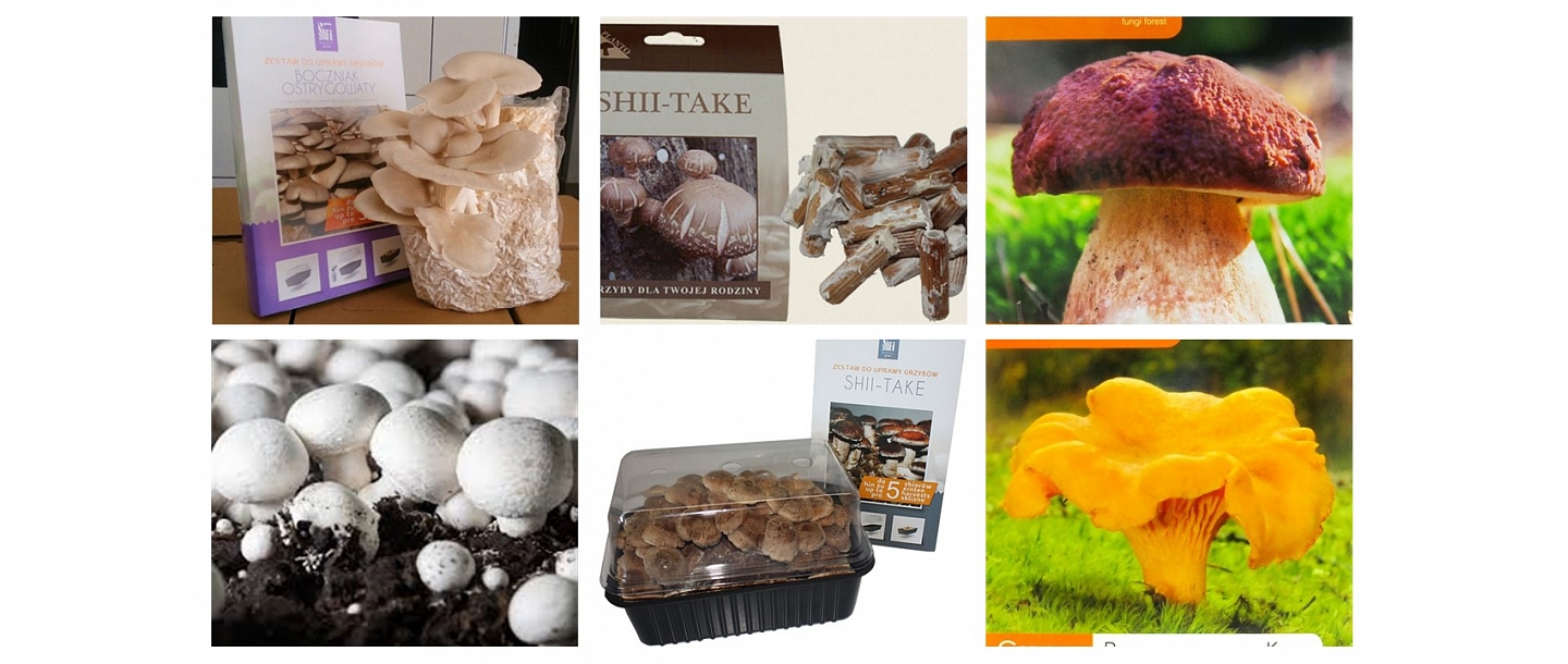 Mushrooms, mushroom growing kits