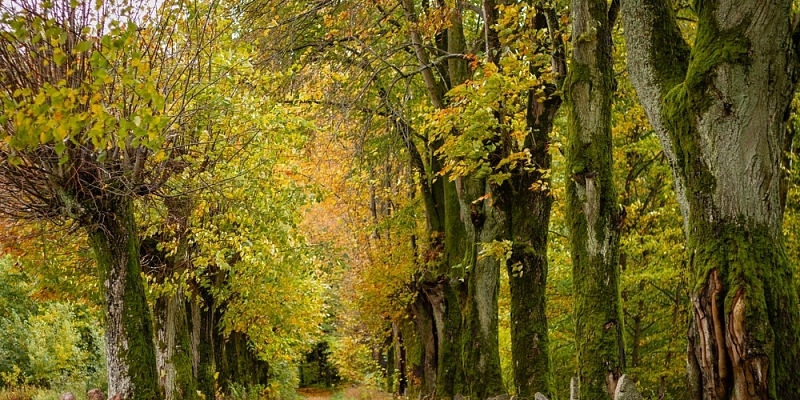 Vēsturisko meža ceļu apdraudējums
