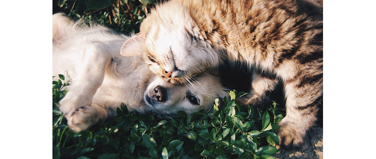 консультации, профилактические мероприятия