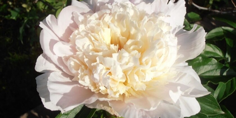 Peonies