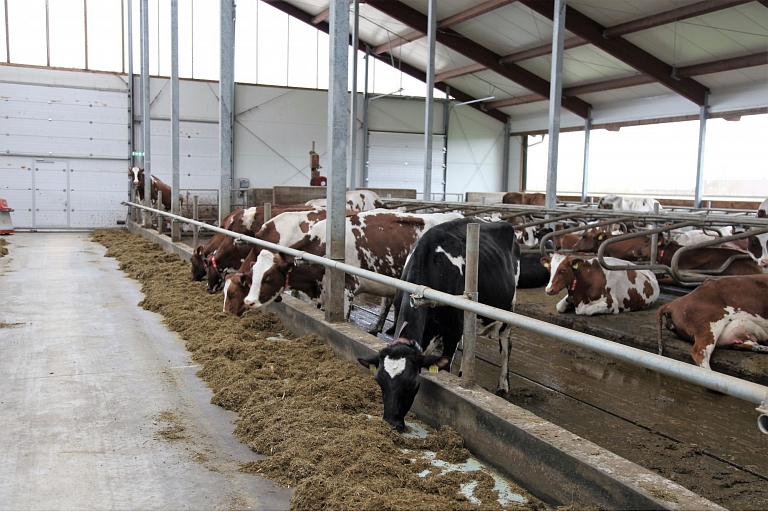 Meat cattle