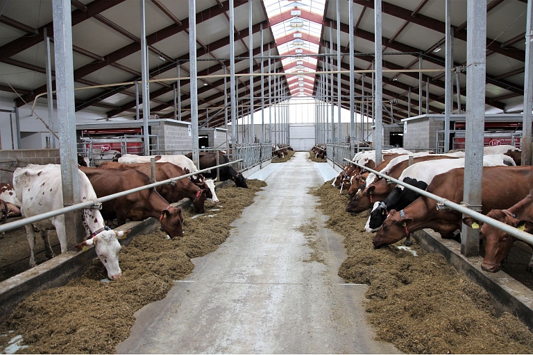 Milk cattle-breeding