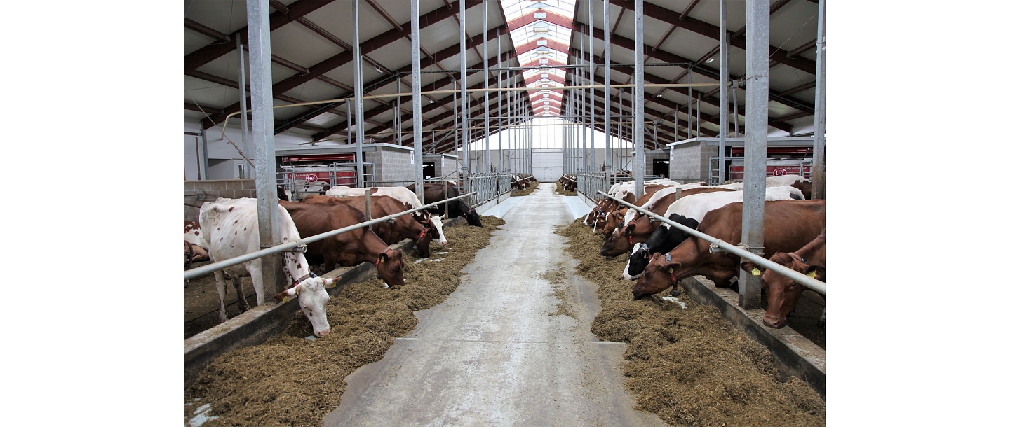 Milk cattle-breeding