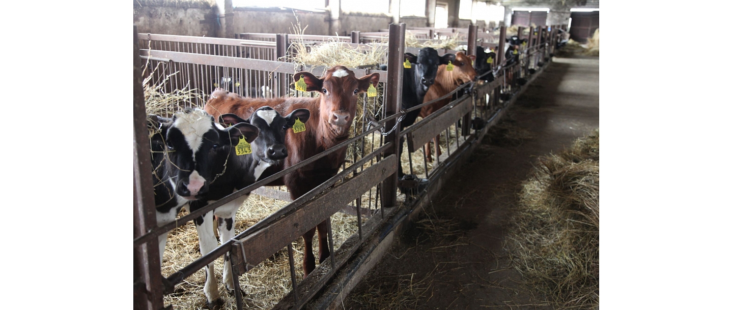 Heifers sale
