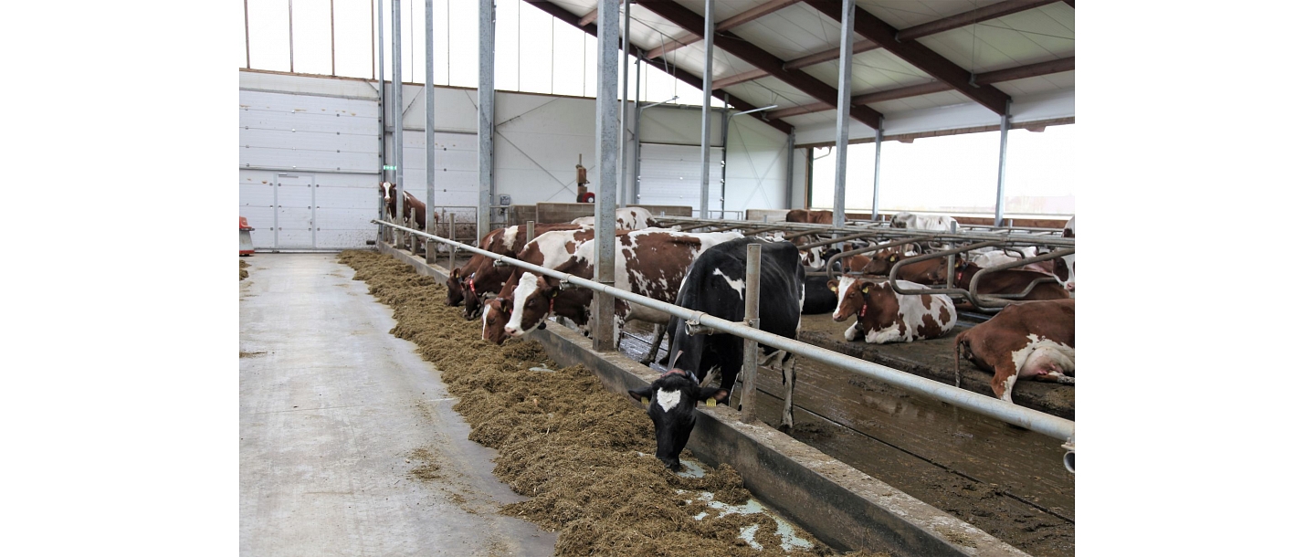 Meat cattle