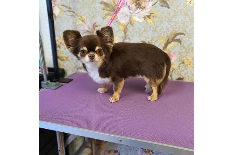 Dog grooming
