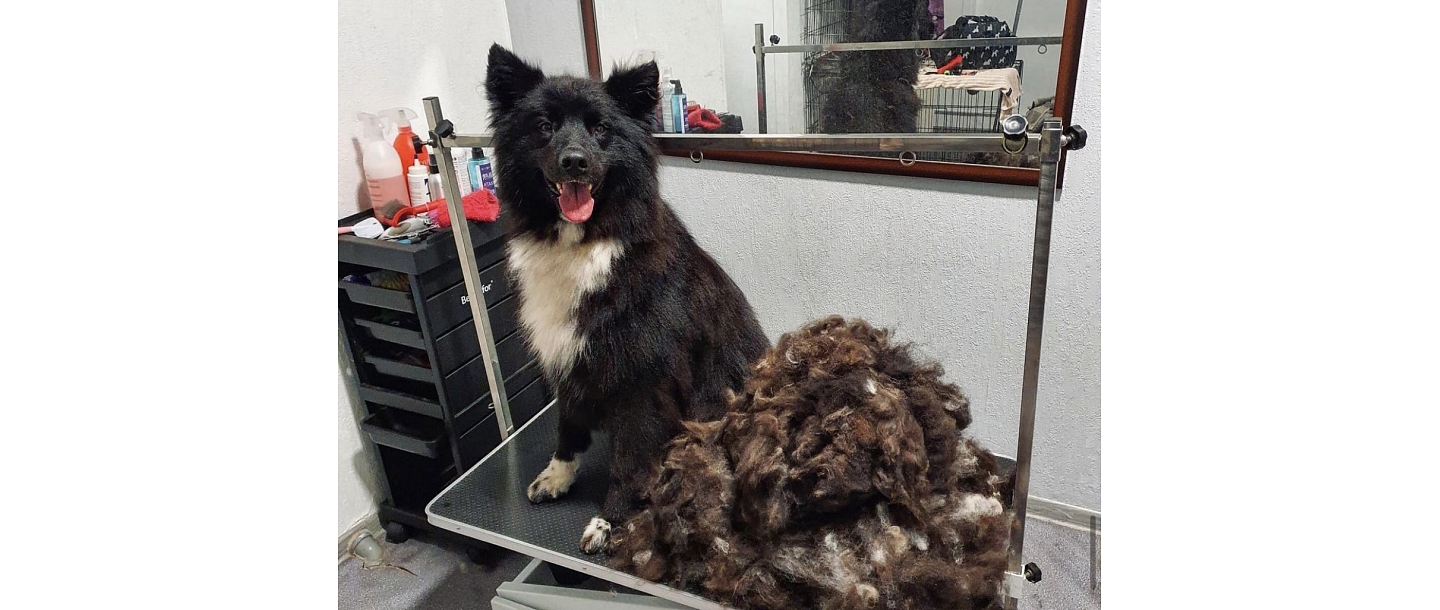 Dog grooming salon Sarkandaugava