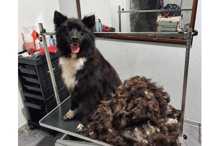 Dog grooming salon Sarkandaugava